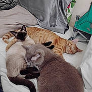 Brandon is registered to the contest to win money with this photo: cat, sleeping, bed, blanket, indoor, feline, resting, cozy, fur, animal, pet, tabby, siamese, gray_cat, cute, relaxing, whiskers, pillow, domestic_cat, snuggling