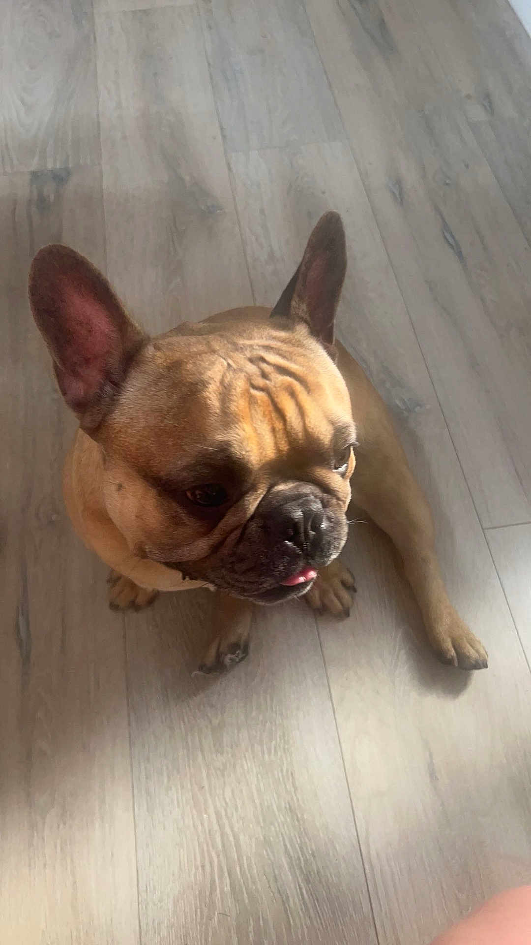 Ror is registered to the contest to win money with this photo: dog, french_bulldog, pet, animal, floor, wood_floor, indoor, light, wrinkles, ears, tongue, sitting, cute, canine, mammal, companion, domestic, looking_away, paw, short_hair