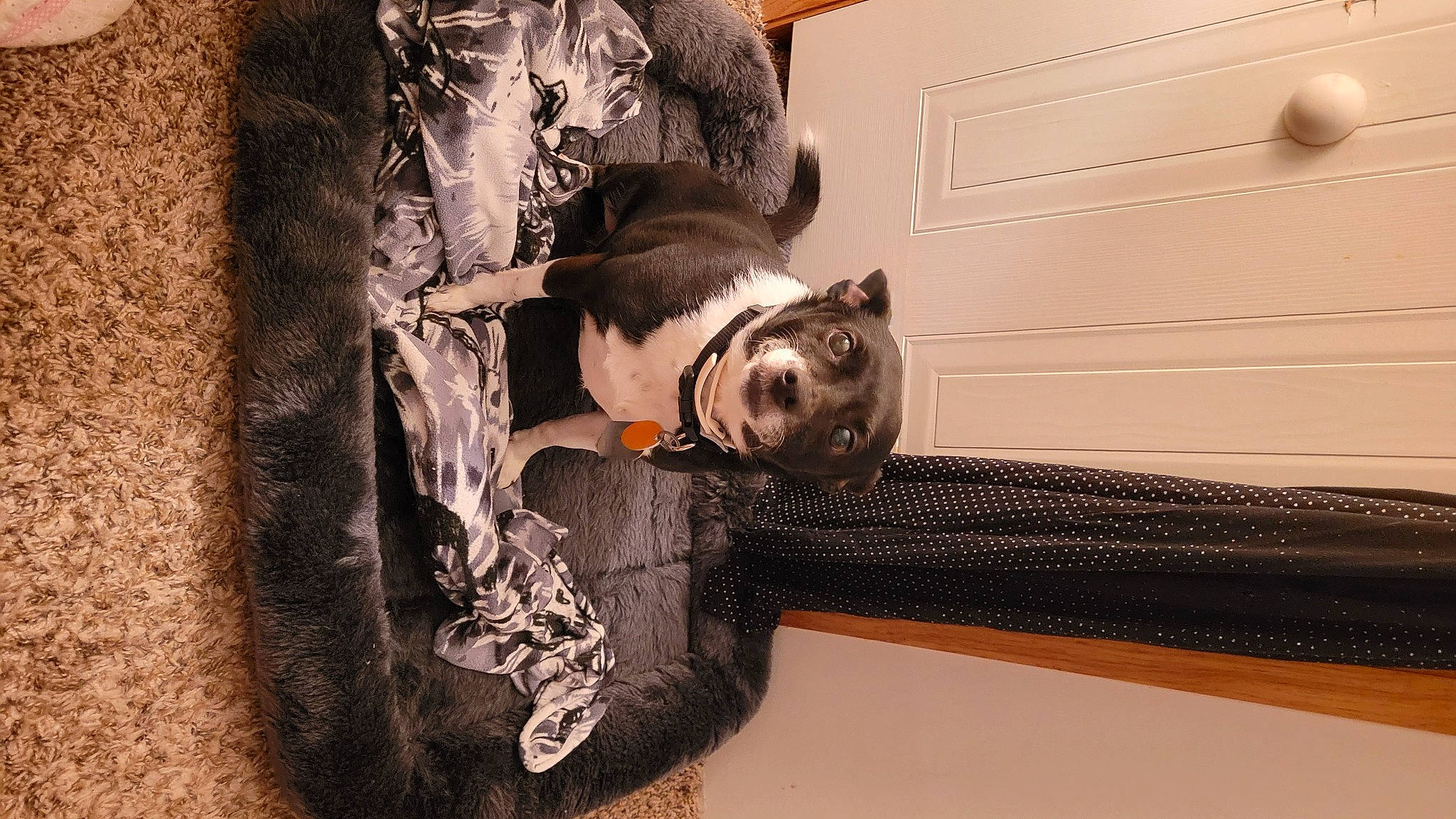 Bella Marie Groover joined the competition — help win amazing prizes! carnivore, felidae, fur, hardwood, monochrome, room, small_to_medium_sized_cats, smile, snout, tints_and_shades, visual_arts, window, wood