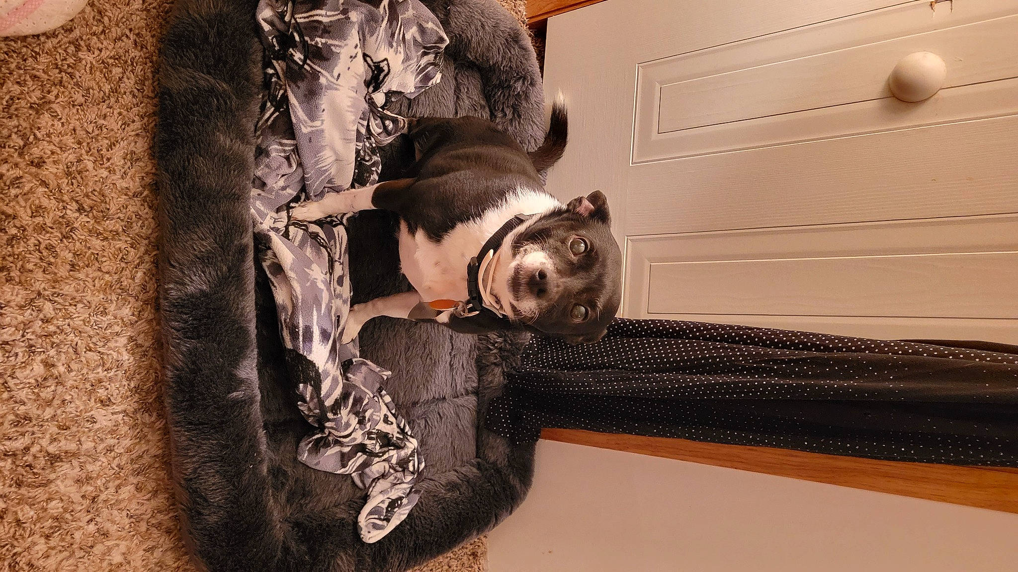 Bella Marie Groover joined the competition — help win amazing prizes! art, eyewear, fur, goggles, hardwood, metal, monochrome, monochrome_photography, personal_protective_equipment, picture_frame, room, sculpture, sporting_group, still_life_photography, sunglasses, tints_and_shades, visual_arts, wood, working_animal