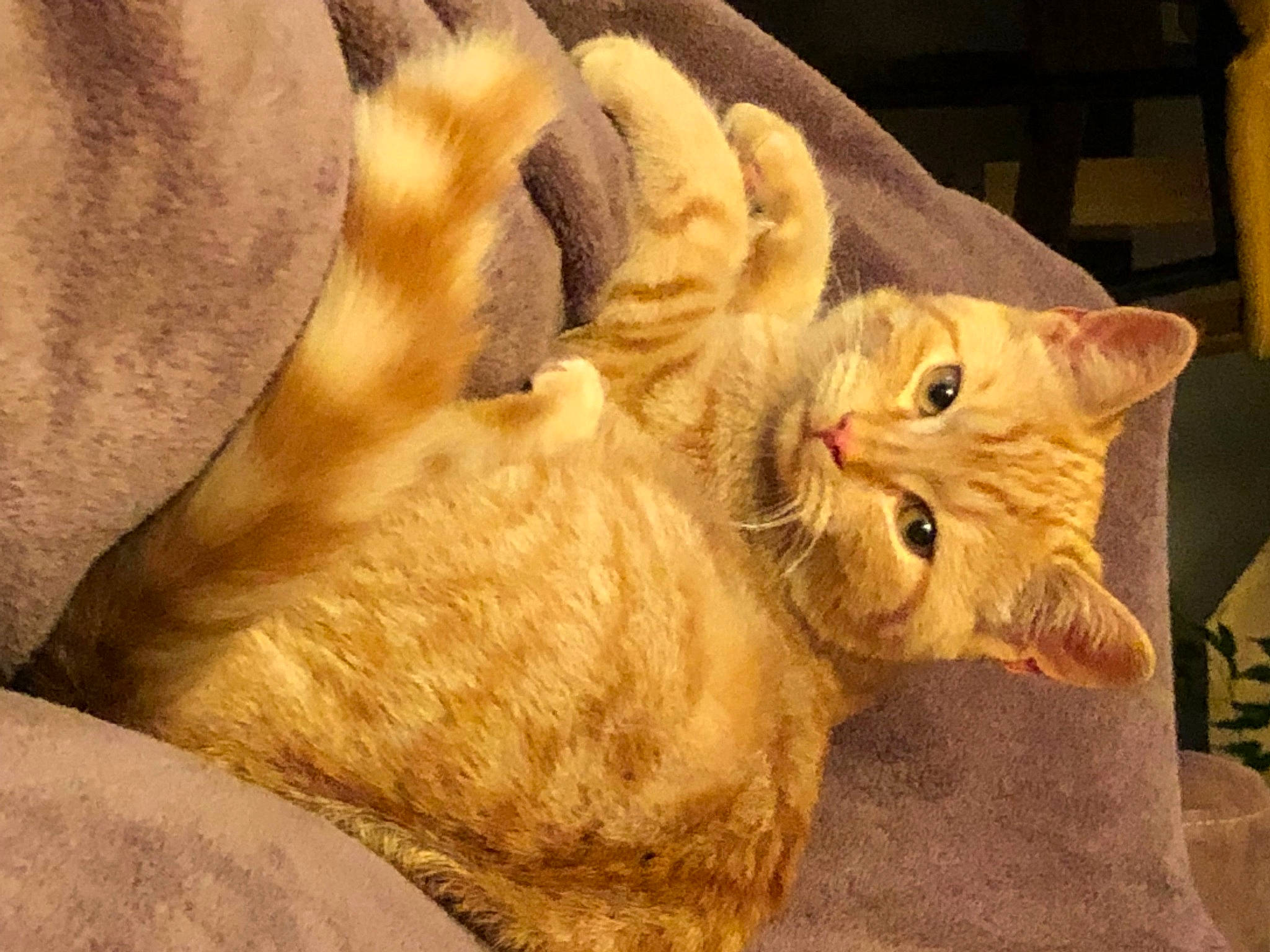 Othello participe au concours pour gagner de l'argent avec cette photo : arabian_mau, asian, australian_mist, carnivore, cat, domestic_short_haired_cat, ear, european_shorthair, fawn, felidae, fur, german_rex, kitten, mammal, small_to_medium_sized_cats, snout, tabby_cat, whiskers