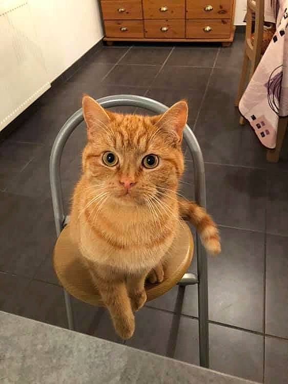 Othello a rejoint le concours — aidez-le/la à gagner de superbes lots ! aegean_cat, arabian_mau, asian, british_shorthair, carnivore, cat, domestic_short_haired_cat, european_shorthair, fawn, felidae, floor, flooring, kitten, mammal, room, small_to_medium_sized_cats, tabby_cat, tile, whiskers