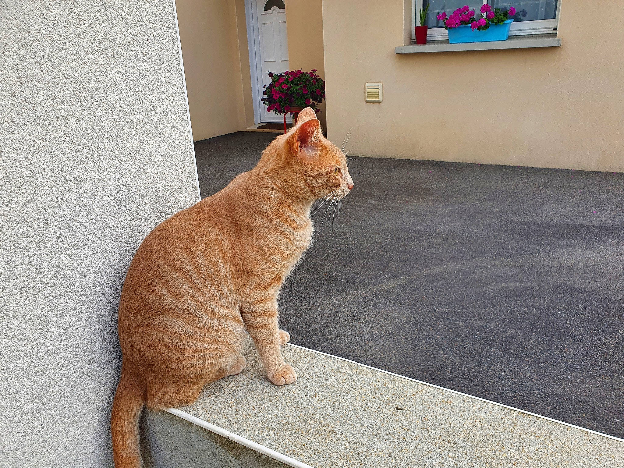 Othello participe au concours pour gagner de l'argent avec cette photo : aegean_cat, asian, carnivore, cat, domestic_short_haired_cat, european_shorthair, fawn, felidae, floor, fur, german_rex, mammal, polydactyl_cat, small_to_medium_sized_cats, snapshot, snout, tabby_cat, tail, vertebrate, whiskers