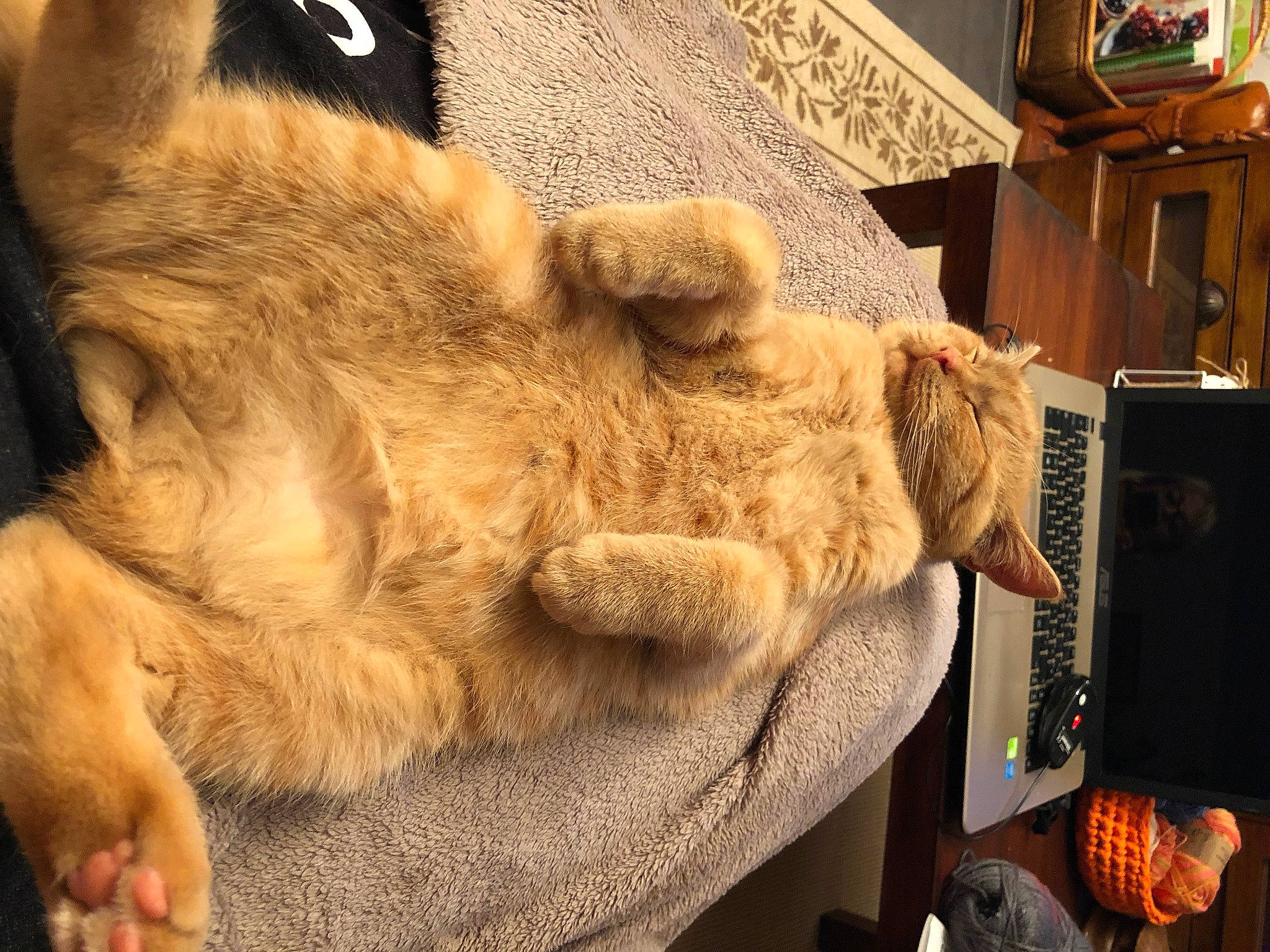 Othello a rejoint le concours — aidez-le/la à gagner de superbes lots ! canidae, carnivore, cat, claw, dog, dog_breed, fawn, felidae, fur, paw, snout, tail