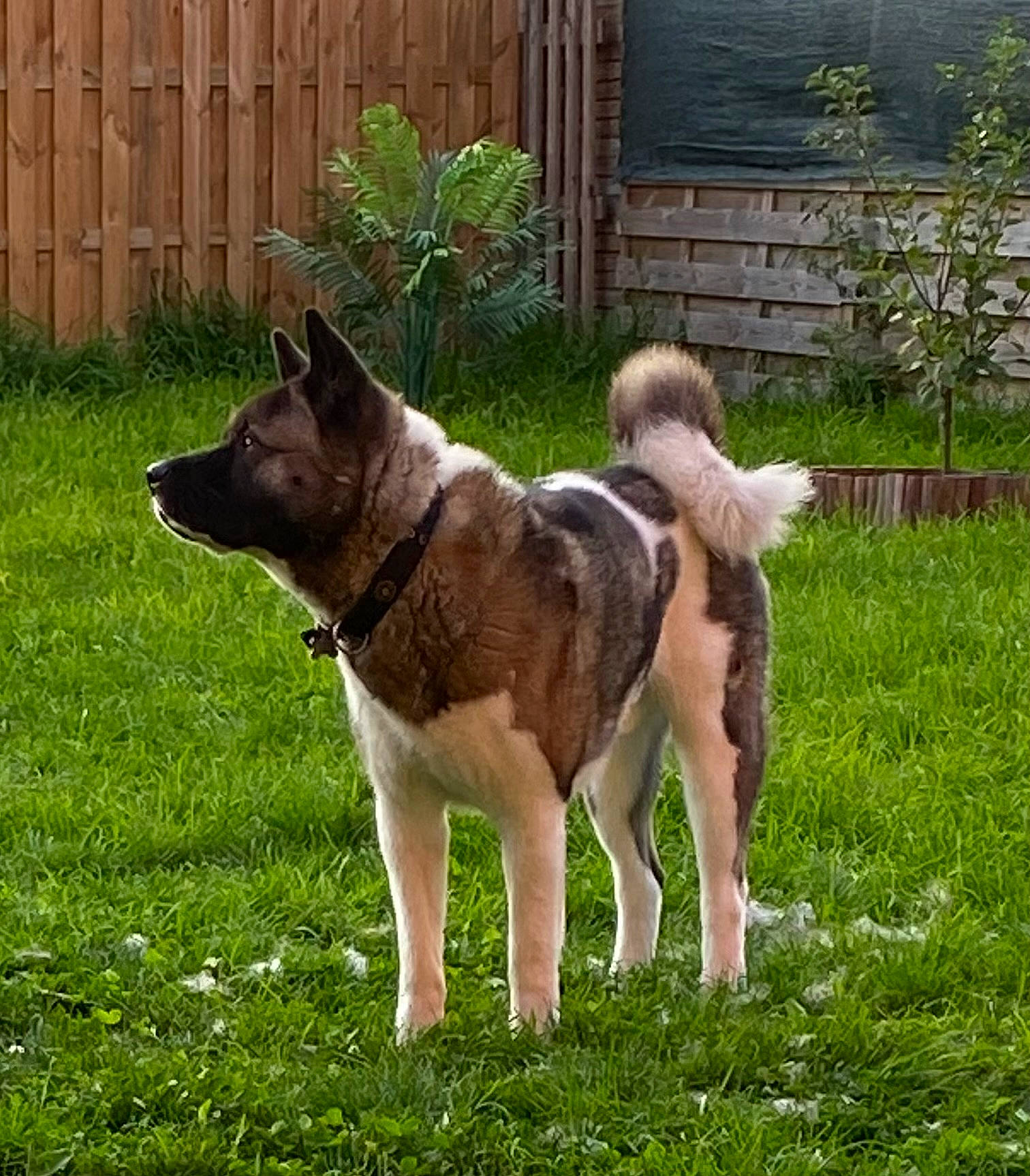 Schyba a rejoint le concours — aidez-le/la à gagner de superbes lots ! canidae, carnivore, collar, companion_dog, dog, dog_breed, dog_supply, door, fawn, fence, grass, home_fencing, livestock_guardian_dog, pet_supply, plant, snout, tail, working_animal, working_dog, yard