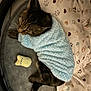Tigrou a rejoint le concours — aidez-le/la à gagner de superbes lots ! cat, tabby_cat, blanket, pillow, paw_prints, heart_shapes, toy, bed, cozy, indoor, pet, feline, resting, fur, striped, cute, animal, sleeping_area, soft, cushion