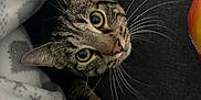 Tigrou a rejoint le concours — aidez-le/la à gagner de superbes lots ! cat, tabby, whiskers, blanket, cozy, indoor, curious, pet, feline, closeup, couch, soft, toy, relaxed, animal, fur, sleepy, comfort, home, resting