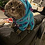 cat, costume, dinosaur, blue, purple, couch, living_room, christmas_tree, holiday, pet, indoor, fur, whiskers, eyes, curious, cozy, furniture, home, animal, cute