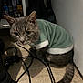 cat, grey_cat, sweater, clothing, floor, wooden_floor, cables, black_cables, indoor, pet, animal, feline, tail, ears, whiskers, looking, curious, cozy, corner, sitting