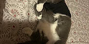 Balou participe au concours pour gagner de l'argent avec cette photo : cat, gray_cat, white_paws, black_shirt, lying_down, bedspread, patterned_bedspread, indoor, pet, relaxed, sleepy, feline, whiskers, pink_nose, fur, domestic_cat, resting, cute, animal, cozy