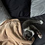 Balou participe au concours pour gagner de l'argent avec cette photo : cat, gray_cat, white_paws, stretching, blanket, beige_blanket, couch, gray_couch, pillows, black_pillow, gray_pillow, furniture, indoor, relaxing, sleepy, pet, cozy, home, soft_texture, resting