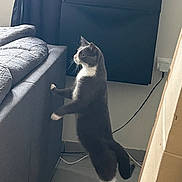 Balou participe au concours pour gagner de l'argent avec cette photo : cat, standing, gray_cat, white_paws, couch, indoor, curious, tiles, curtains, power_outlet, cable, side_view, pet, feline, home, floor, furniture, window, domestic_animal, looking