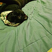 Binx joined the competition — help win amazing prizes! animal, bandana, bed, black_cat, blanket, cat, cozy, curious, cute, ears, eyes, feline, green, indoor, laying_down, pet, quilted, relaxed, upside_down, whiskers