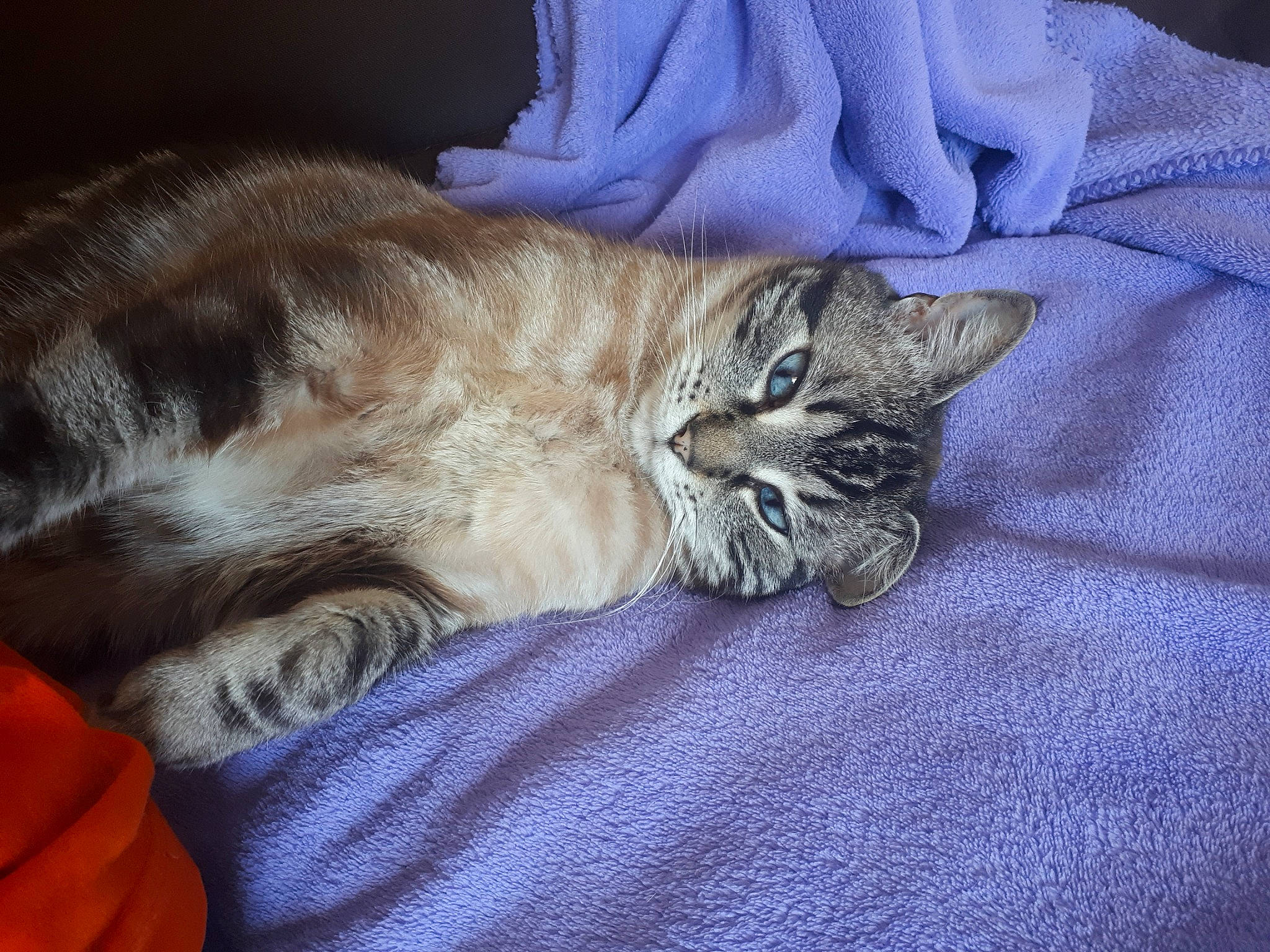 Oseil a rejoint le concours — aidez-le/la à gagner de superbes lots ! american_shorthair, asian, australian_mist, carnivore, cat, domestic_long_haired_cat, domestic_short_haired_cat, dragon_li, european_shorthair, fawn, felidae, fur, kitten, nap, paw, pixie_bob, sleep, small_to_medium_sized_cats, tabby_cat, whiskers