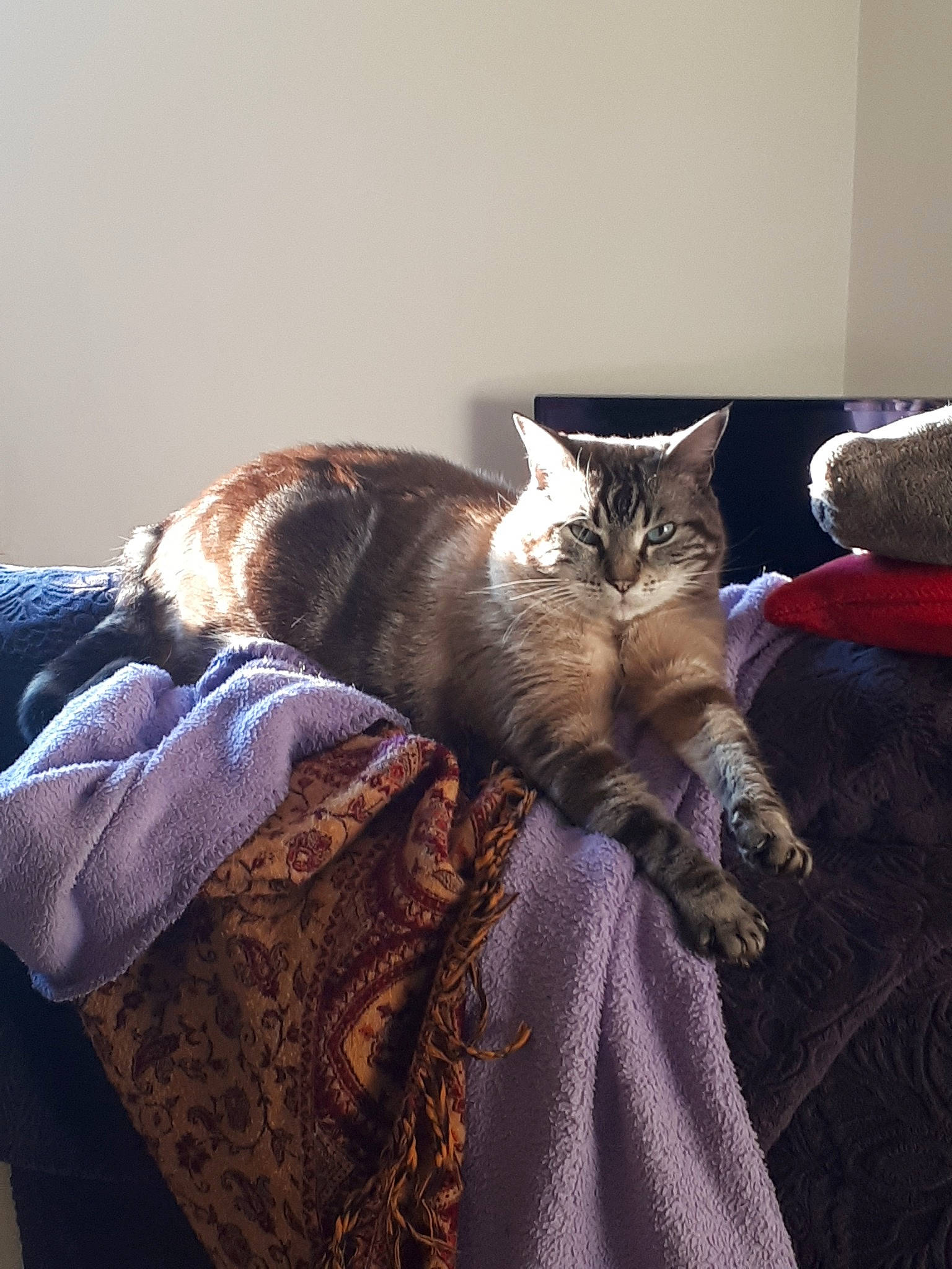 Oseil participe au concours pour gagner de l'argent avec cette photo : asian, bed, carnivore, cat, comfort, couch, domestic_short_haired_cat, european_shorthair, felidae, fur, furniture, linens, nap, room, small_to_medium_sized_cats, tabby_cat, tail, textile, whiskers