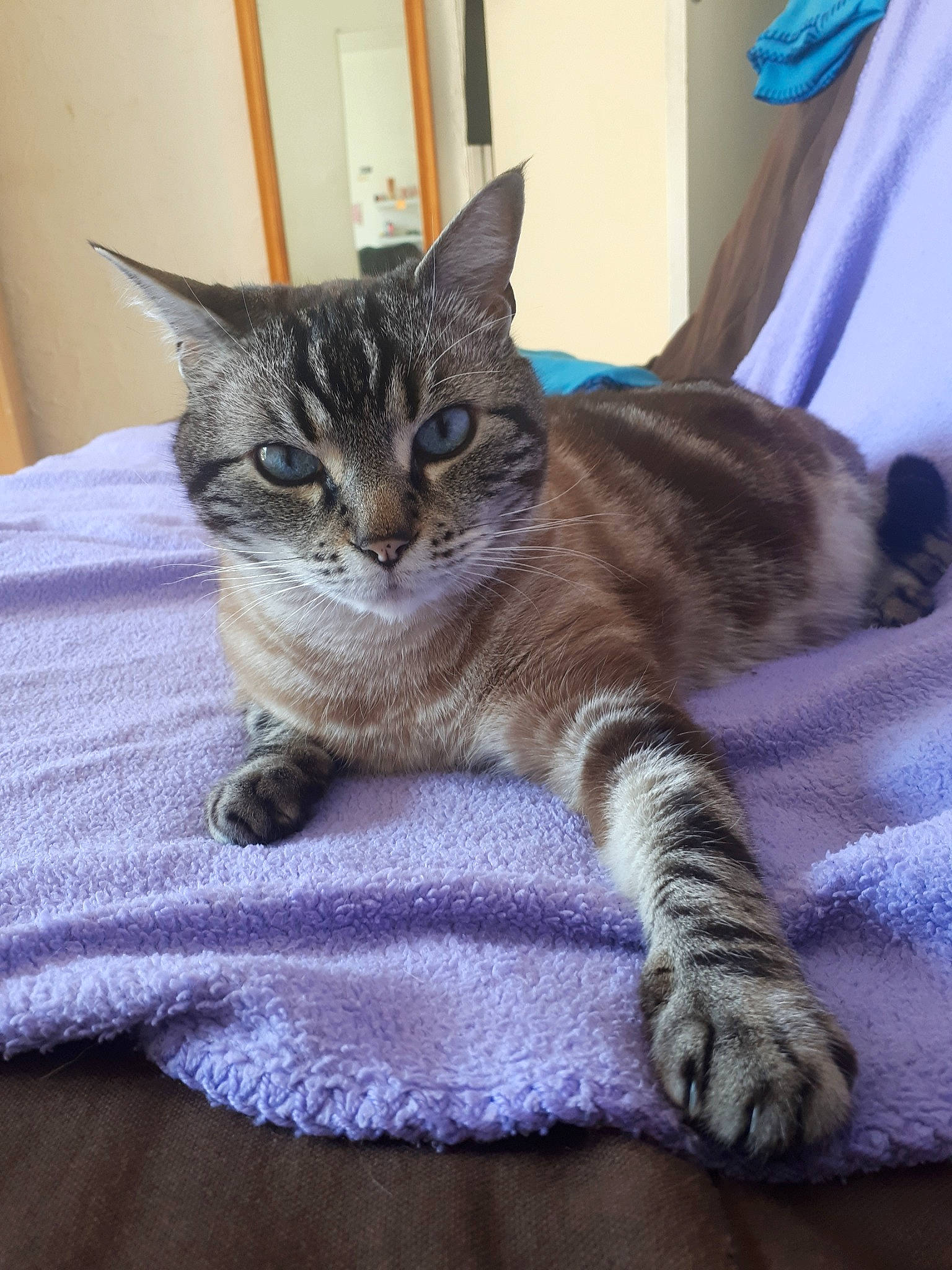 Oseil participe au concours pour gagner de l'argent avec cette photo : aegean_cat, american_shorthair, asian, australian_mist, california_spangled, carnivore, cat, claw, domestic_short_haired_cat, dragon_li, european_shorthair, felidae, kitten, mammal, ojos_azules, pixie_bob, small_to_medium_sized_cats, tabby_cat, vertebrate, whiskers