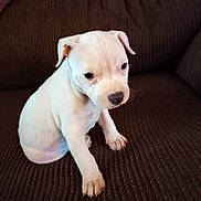 Peanut is registered to the contest to win money with this photo: puppy, dog, white, pet, cute, sitting, indoor, couch, brown, young, animal, canine, fur, small, adorable, companion, domestic, friendly, face, paw