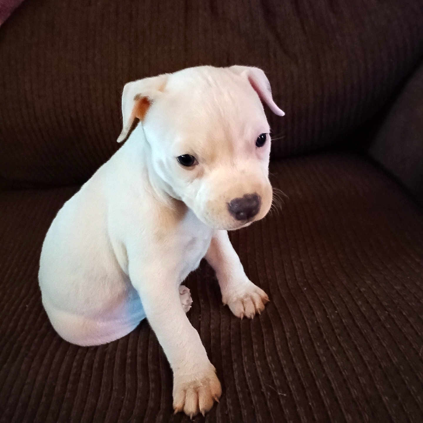 Peanut is registered to the contest to win money with this photo: adorable, animal, brown, canine, companion, couch, cute, dog, domestic, face, friendly, fur, indoor, paw, pet, puppy, sitting, small, white, young