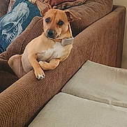 Boomer joined the competition — help win amazing prizes! dog, brown_couch, pillow, skull_design, indoor, pet, relaxed, tan_dog, furniture, living_room, collar, resting, cozy, canine, home, animal, comfortable, seated, looking, ears_up