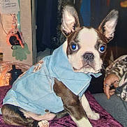 Scooter is registered to the contest to win money with this photo: background, blue_eyes, casual, clothing, cozy, curious, denim_jacket, dog, ears, fur, hand, household_items, indoor, nose, paw, pet, puppy, purple_blanket, rings, sitting