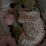 Canela is registered to the contest to win money with this photo: animal, bed, blanket, button, cozy, cute, dog, donut_toy, ears, fur, indoor, lollipop_toy, looking_up, pet, pink, plush_toy, resting, small_dog, sweater, toy