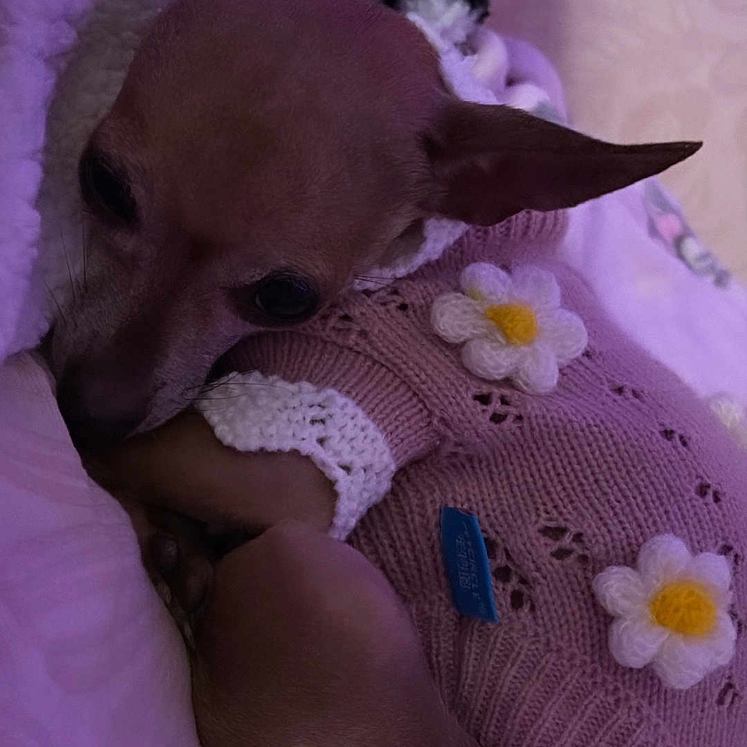 Canela