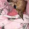 Canela is registered to the contest to win money with this photo: animal, blanket, companion, cozy, cute, dog, ears, fur, indoor, looking_up, pet, pink_blanket, pink_sweater, portrait, resting, small_dog, snuggled, soft_texture, warm, wrapped