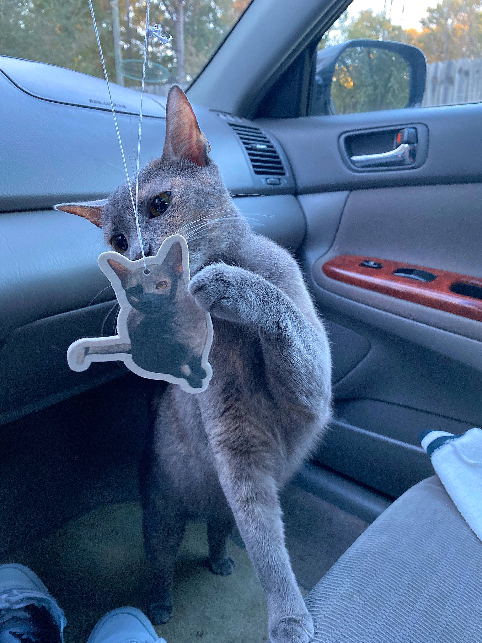 Clor Clor is registered to the contest to win money with this photo: auto_part, automotive_exterior, automotive_tire, automotive_window_part, car, carnivore, cat, felidae, grey, motor_vehicle, parking, personal_luxury_car, russian_blue, small_to_medium_sized_cats, tail, vehicle, vehicle_door, whiskers, window, windshield