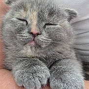 Moshi a rejoint le concours — aidez-le/la à gagner de superbes lots ! kitten, cat, sleeping, gray_fur, cute, paws, pet, animal, furry, close_up, resting, peaceful, adorable, domestic_cat, mammal, young, hands, human_arm, soft, cozy