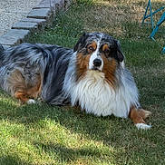Tao participe au concours pour gagner de l'argent avec cette photo : dog, australian_shepherd, grass, outdoor, sunlight, shadow, stone_border, chair, calm, pet, fur, animal, relaxing, nature, yard, summer, mammal, canine, resting, domestic_animal