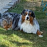 dog, australian_shepherd, grass, outdoor, sunlight, shadow, stone_border, chair, calm, pet, fur, animal, relaxing, nature, yard, summer, mammal, canine, resting, domestic_animal