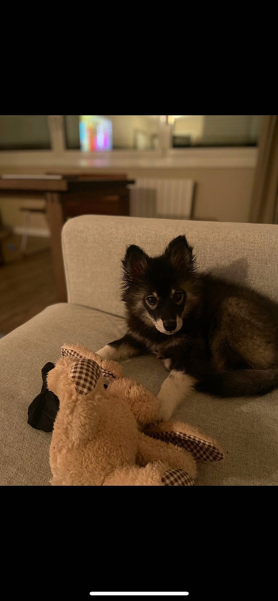 Zelda a rejoint le concours — aidez-le/la à gagner de superbes lots ! black_cat, carnivore, cat, claw, comfort, companion_dog, domestic_short_haired_cat, felidae, floor, flooring, fur, grey, paw, room, small_to_medium_sized_cats, snout, table, tail, toy, whiskers