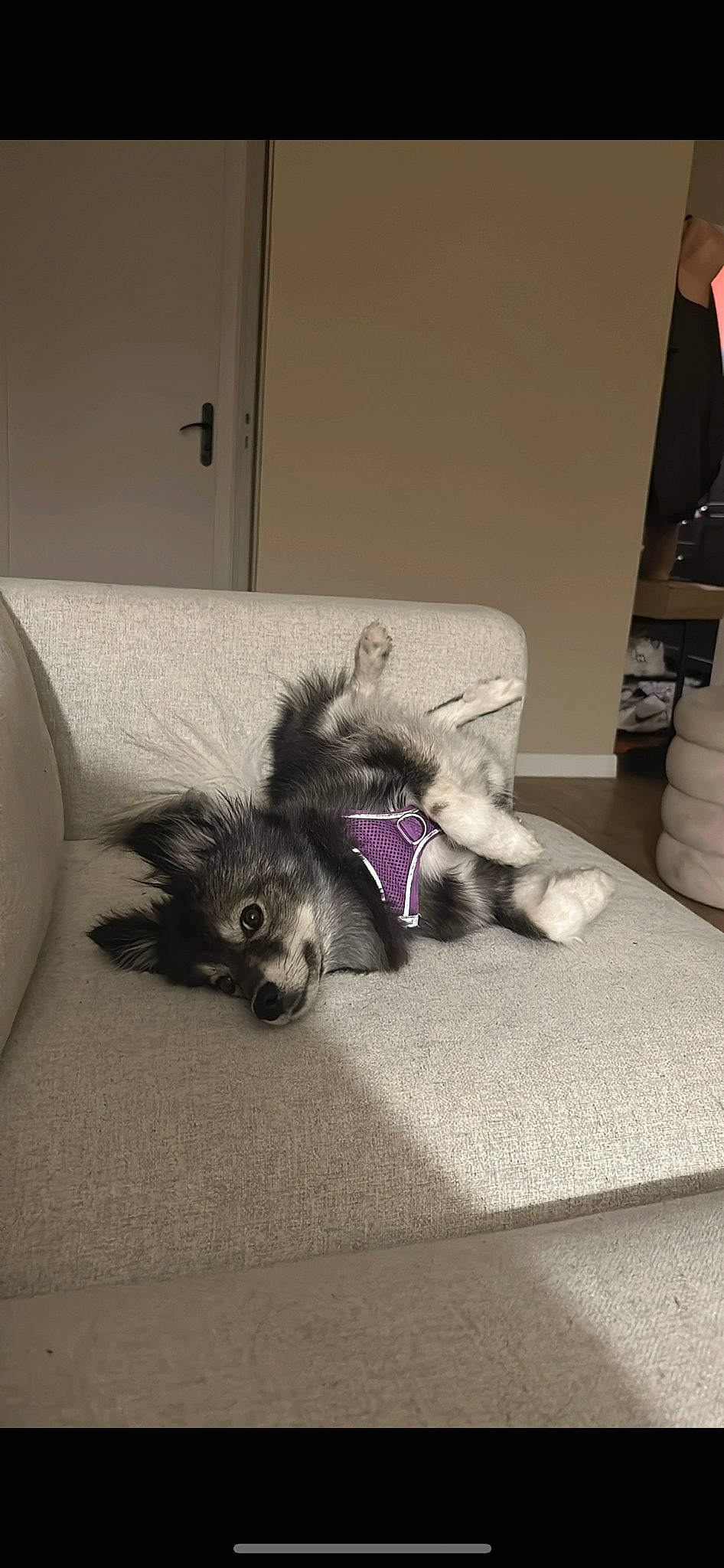 Zelda a rejoint le concours — aidez-le/la à gagner de superbes lots ! black_cat, carnivore, comfort, companion_dog, couch, dog_breed, domestic_short_haired_cat, fawn, felidae, floor, flooring, grey, living_room, paw, room, small_to_medium_sized_cats, snout, tail, toy_dog, whiskers