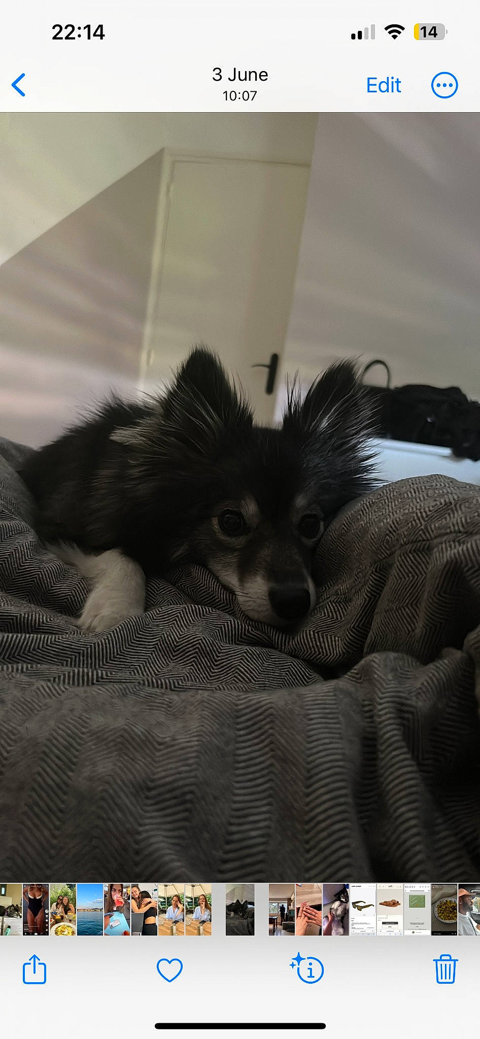 Zelda participe au concours pour gagner de l'argent avec cette photo : canidae, carnivore, claw, comfort, companion_dog, dog, dog_breed, fawn, felidae, fur, paw, small_terrier, small_to_medium_sized_cats, sporting_group, tail, terrestrial_animal, terrier, toy_dog, whiskers, wing