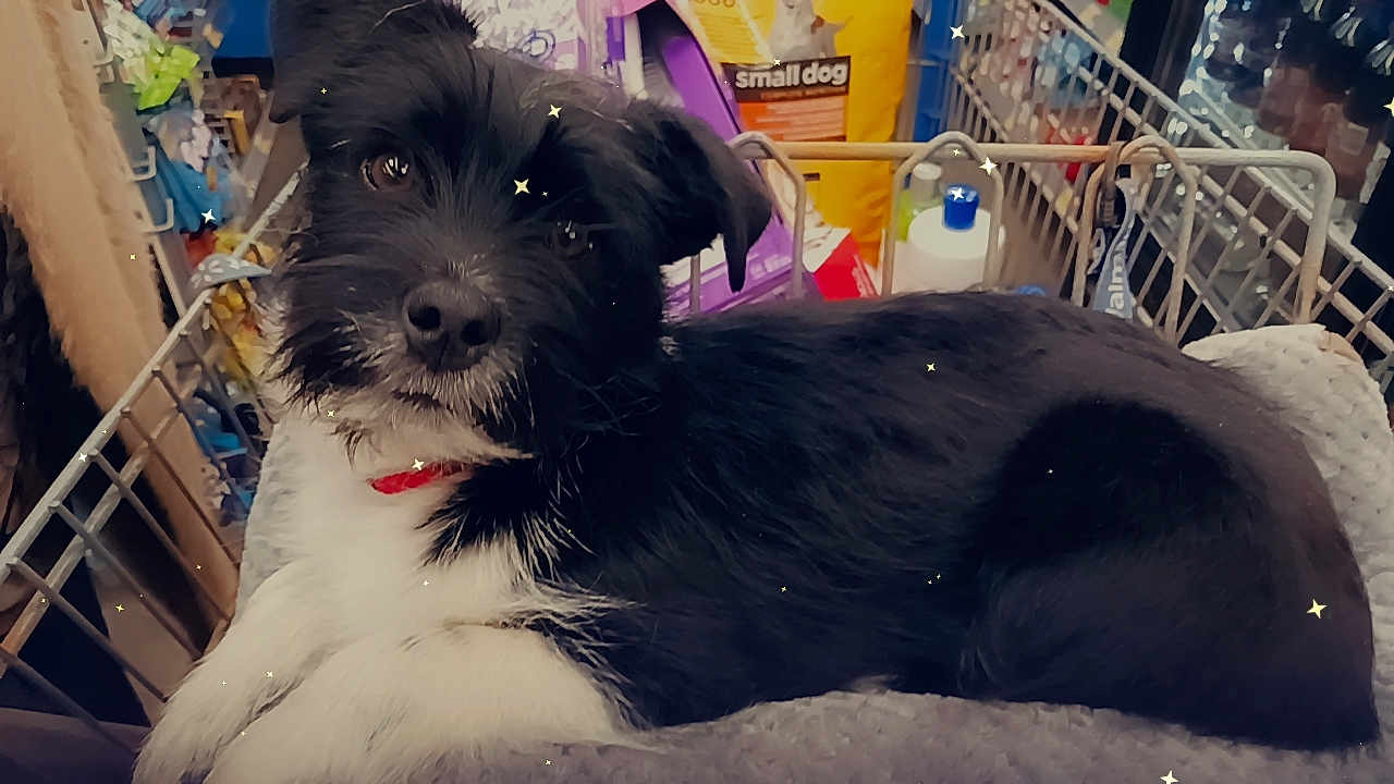 Cosmo