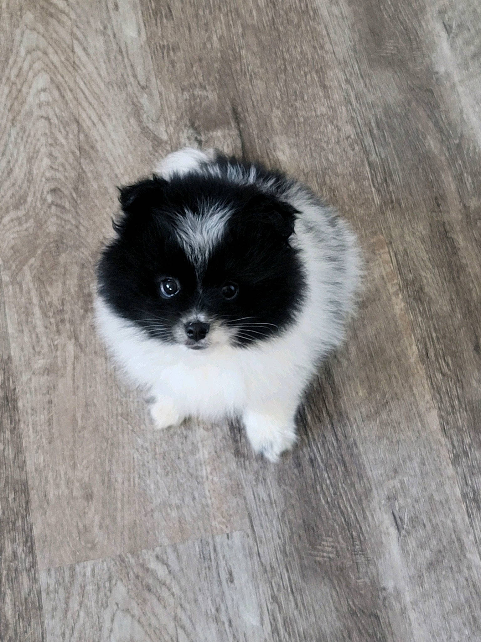 Milo joined the competition — help win amazing prizes! canidae, carnivore, companion_dog, dog_breed, fur, hardwood, non_sporting_group, puppy, snout, sporting_group, tail, terrestrial_animal, toy_dog, varnish, whiskers, wood, working_animal