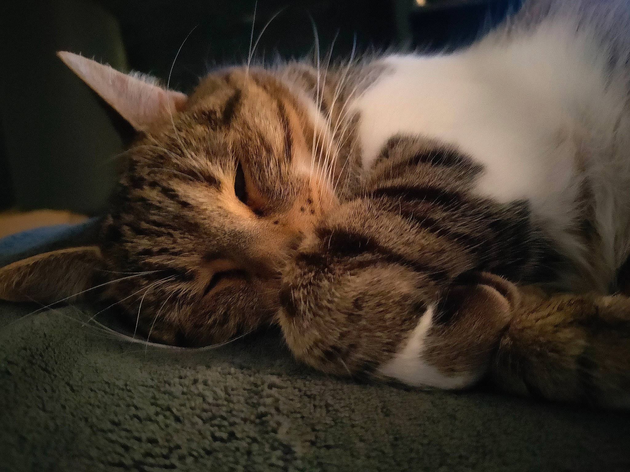 Baileys a rejoint le concours — aidez-le/la à gagner de superbes lots ! carnivore, cat, claw, close_up, comfort, domestic_short_haired_cat, ear, eye, fawn, felidae, fur, nap, paw, small_to_medium_sized_cats, snout, tail, terrestrial_animal, whiskers, wildlife, wood