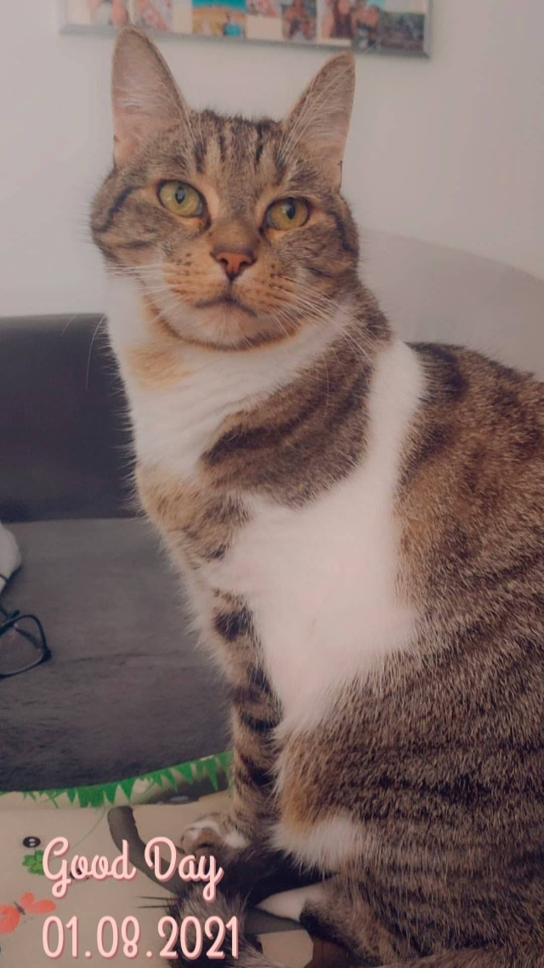 Baileys a rejoint le concours — aidez-le/la à gagner de superbes lots ! art, carnivore, cat, domestic_short_haired_cat, door, eye, felidae, fur, head, paw, sitting, small_to_medium_sized_cats, snout, tail, terrestrial_animal, whiskers, window