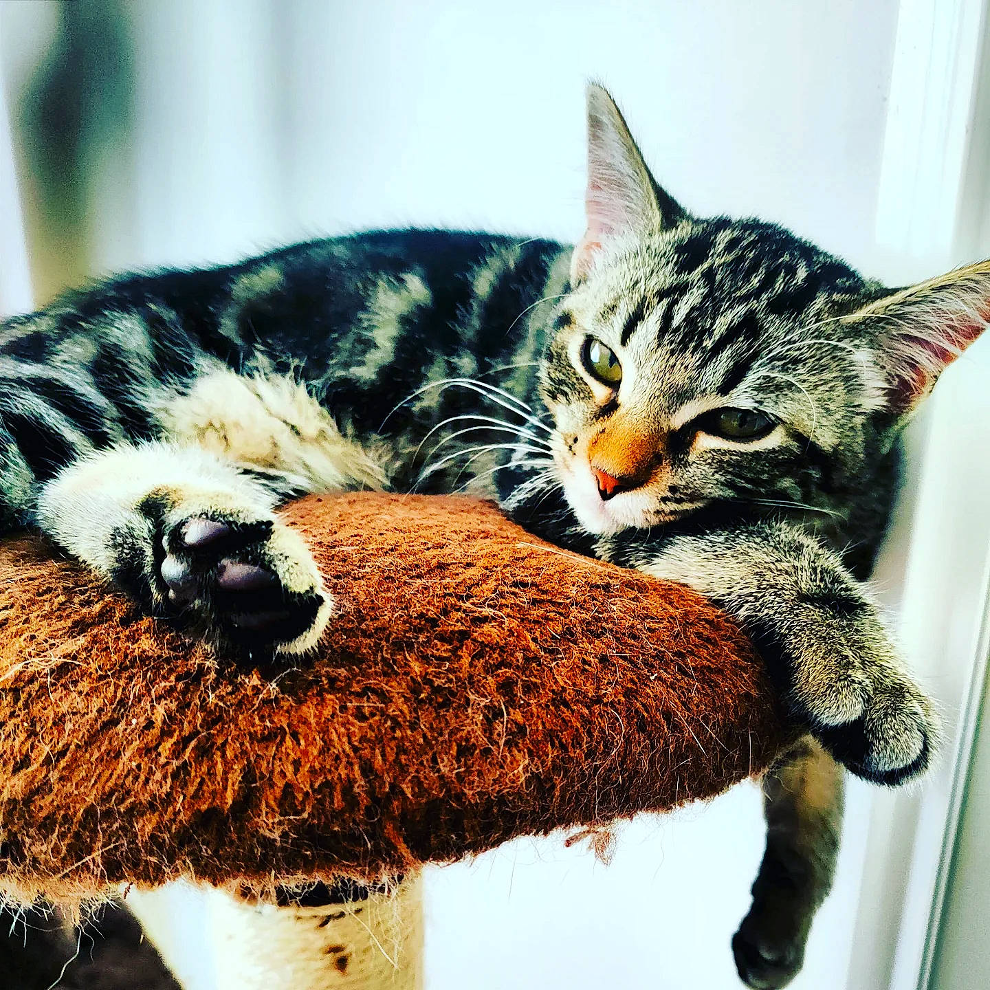 Ruby a rejoint le concours — aidez-le/la à gagner de superbes lots ! big_cats, carnivore, cat, cat_supply, claw, comfort, domestic_short_haired_cat, felidae, fur, mammal, mirror, nap, organism, paw, small_to_medium_sized_cats, snout, tail, terrestrial_animal, whiskers, wildlife