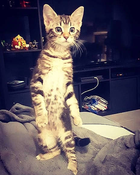 Ruby participe au concours pour gagner de l'argent avec cette photo : carnivore, cat, comfort, cool, darkness, domestic_short_haired_cat, door, electronic_device, felidae, fur, lap, metal, paw, photo_caption, sitting, small_to_medium_sized_cats, snout, square, tail, whiskers