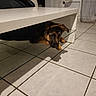 Vaîna participe au concours pour gagner de l'argent avec cette photo : puppy, dog, pet, animal, under_table, coffee_table, indoor, home, tile_floor, black_and_brown, lying_down, peeking, floppy_ears, face, paws, tail, shadow, furniture, curious, funny