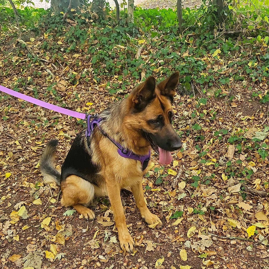 Vaîna participe au concours pour gagner de l'argent avec cette photo : dog, german_shepherd, canine, pet, sitting, outdoors, autumn, fall_leaves, forest, woodland, trees, ground, nature, leash, collar, harness, tongue_out, pointed_ears, brown_and_black, animal_portrait