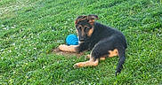 Vaîna a rejoint le concours — aidez-le/la à gagner de superbes lots ! puppy, dog, canine, black_and_tan, outdoor, grass, lawn, garden, blue_toy, ball, playful, lying_down, sitting, animal, pet, portrait, nature, greenery, flowers, daylight