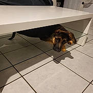 Vaîna a rejoint le concours — aidez-le/la à gagner de superbes lots ! dog, puppy, black_and_tan, animal, pet, face, eyes, ears, nose, lying_down, under_table, hiding, indoor, living_room, coffee_table, white_table, tile_floor, shadow, home, portrait