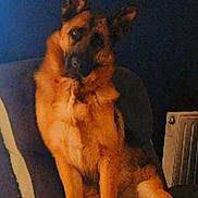 Vayana a rejoint le concours — aidez-le/la à gagner de superbes lots ! animal, black, brown, canine, chair, cozy, cushion, dog, domestic_animal, ears, fur, furniture, german_shepherd, head_tilt, home, indoor, pet, portrait, relaxed, sitting