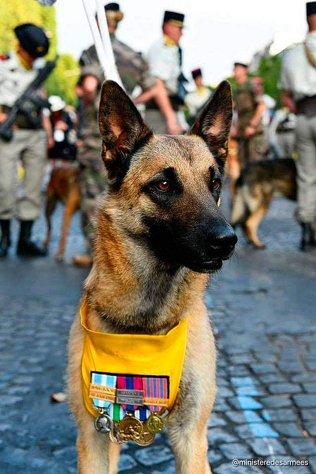 Léa participe au concours pour gagner de l'argent avec cette photo : biting, canidae, carnivore, collar, companion_dog, dog, dog_breed, dog_collar, dog_supply, event, fawn, fur, german_shepherd_dog, herding_dog, king_shepherd, old_german_shepherd_dog, pet_supply, snout, sporting_group, working_animal