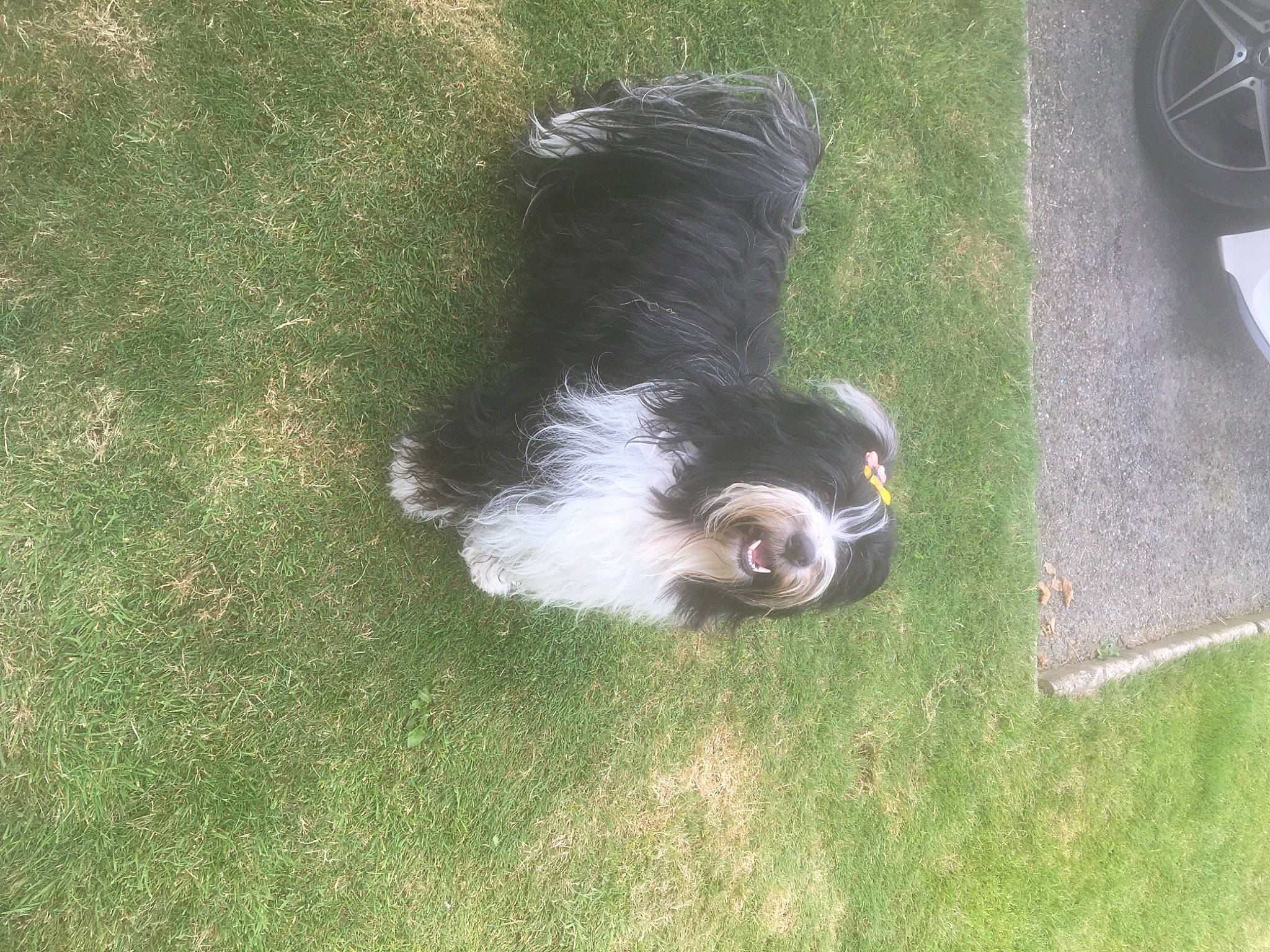 Ted joined the competition — help win amazing prizes! automotive_tire, canidae, carnivore, companion_dog, dog, dog_breed, foot, fur, grass, herding_dog, plant, snout, sporting_group, tail, tire, toy_dog, vehicle_door, wheel, whiskers, working_dog