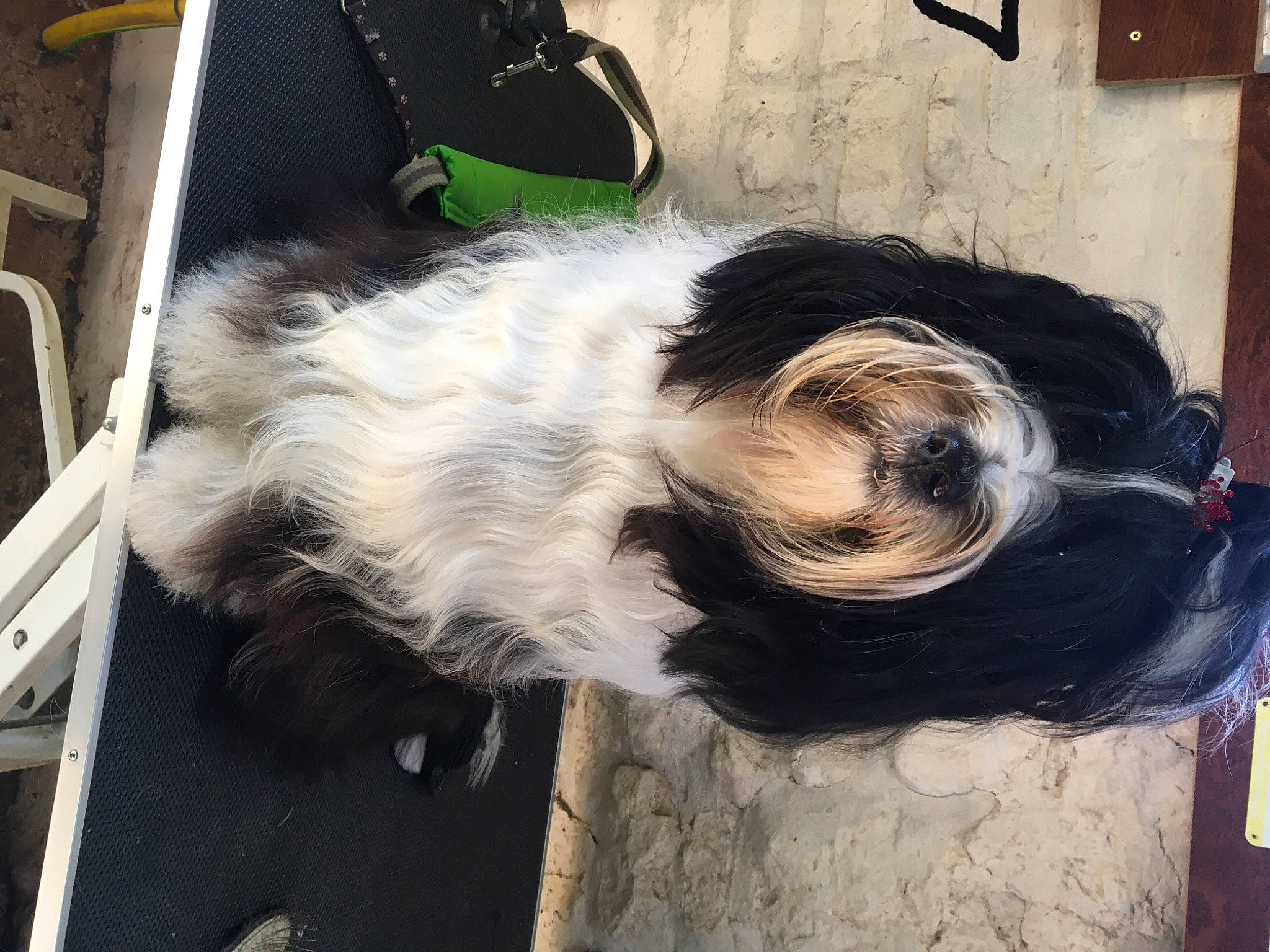 Ted joined the competition — help win amazing prizes! canidae, carnivore, companion_dog, dog, dog_breed, fur, liver, snout, sporting_group, tail, tints_and_shades, working_animal