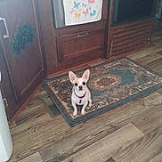 Yeti is registered to the contest to win money with this photo: dog, chihuahua, small_dog, pet, indoor, kitchen, rug, wooden_floor, cabinet, oven, towel, butterfly, floor_vent, curious, sitting, collar, tag, domestic, animal, home