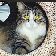 Soma joined the competition — help win amazing prizes! cat, feline, pet, tabby, long_hair, fluffy, whiskers, yellow_eyes, glowing_eyes, portrait, cozy, cat_bed, leopard_print, circular_opening, indoor, close_up, staring, fur, muzzle, paws